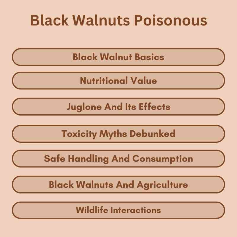 Black Walnuts Poisonous