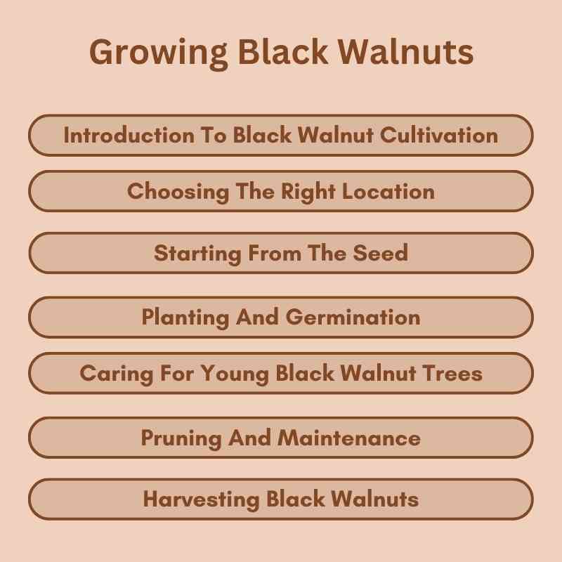 Growing Black Walnuts