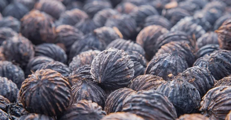 Whole dried black walnuts with husked shells piled together