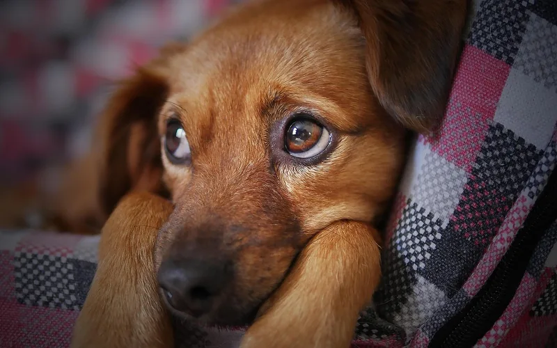 dog with a guilty expression after a wood floor accident dog with a guilty expression after a wood floor accident