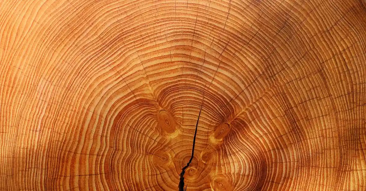 close-up of end grain wood showing concentric growth rings, the cutting technique used for end grain hardwood floors