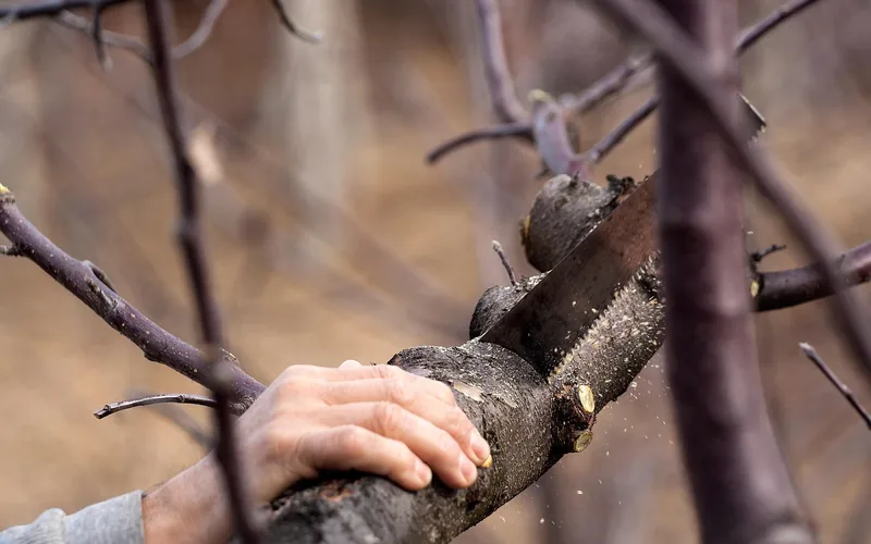Close-up of a hand saw blade cutting through wood with visible teeth