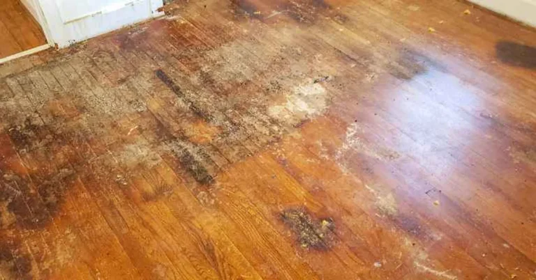 How to Get Pet Odor Out of Hardwood Floors, Safely