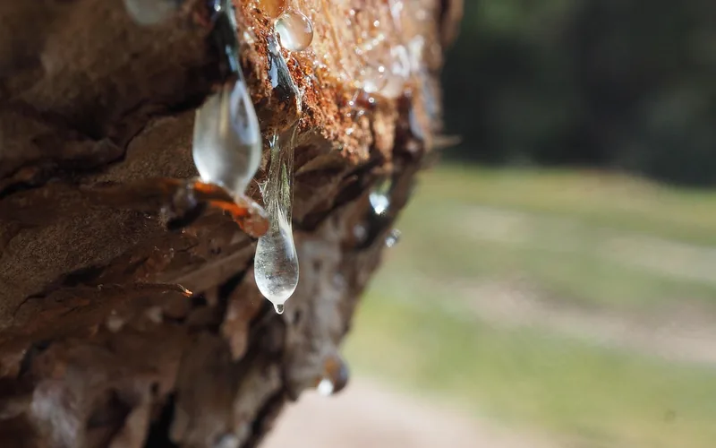 Sticky pine tree sap dripping from bark before it lands on a hardwood floor Sticky pine tree sap dripping from bark before it lands on a hardwood floor