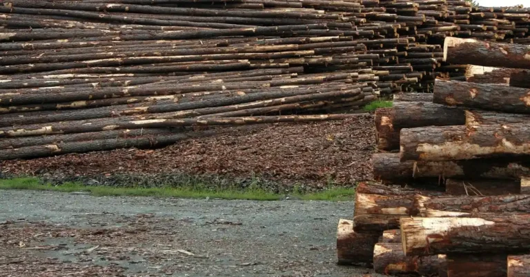 Stacked logs at a mill yard waiting to be processed into plywood veneer