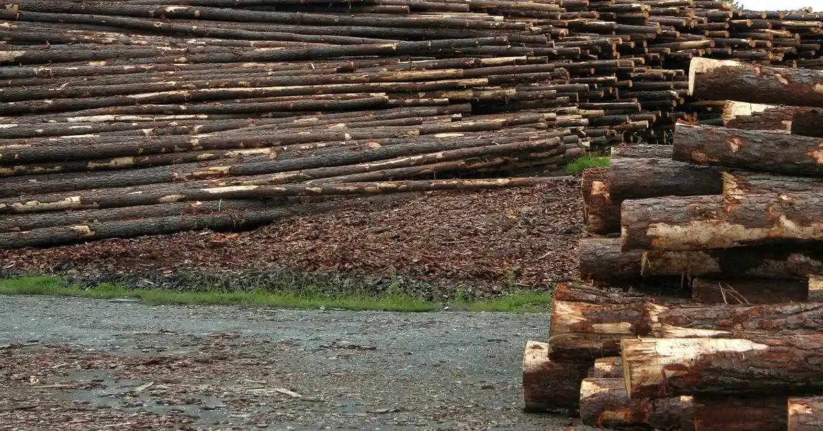 Stacked logs at a mill yard waiting to be processed into plywood veneer