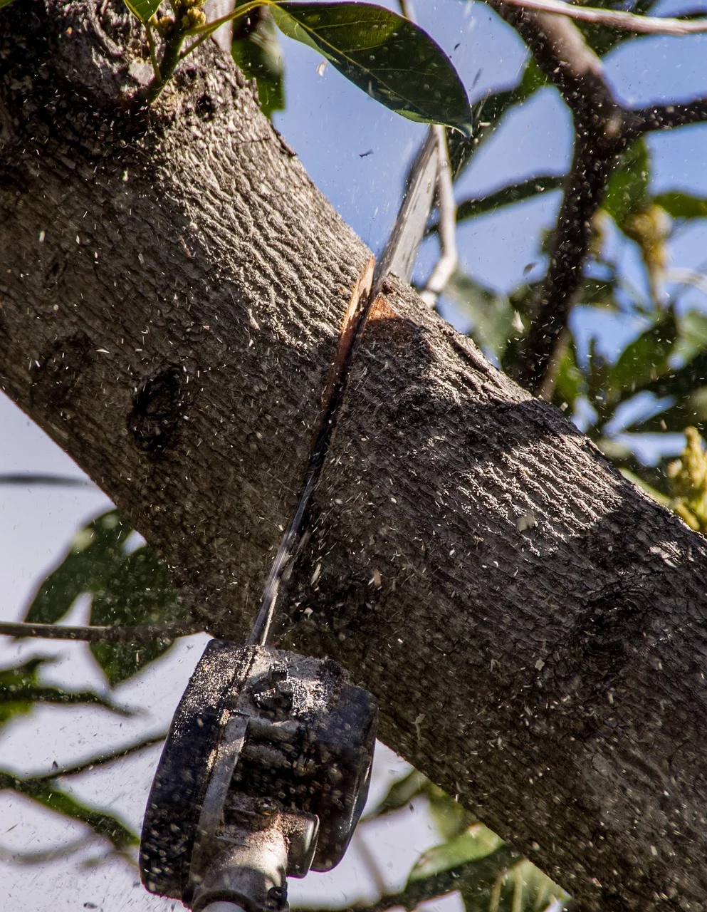 Electric chainsaw cutting wood
