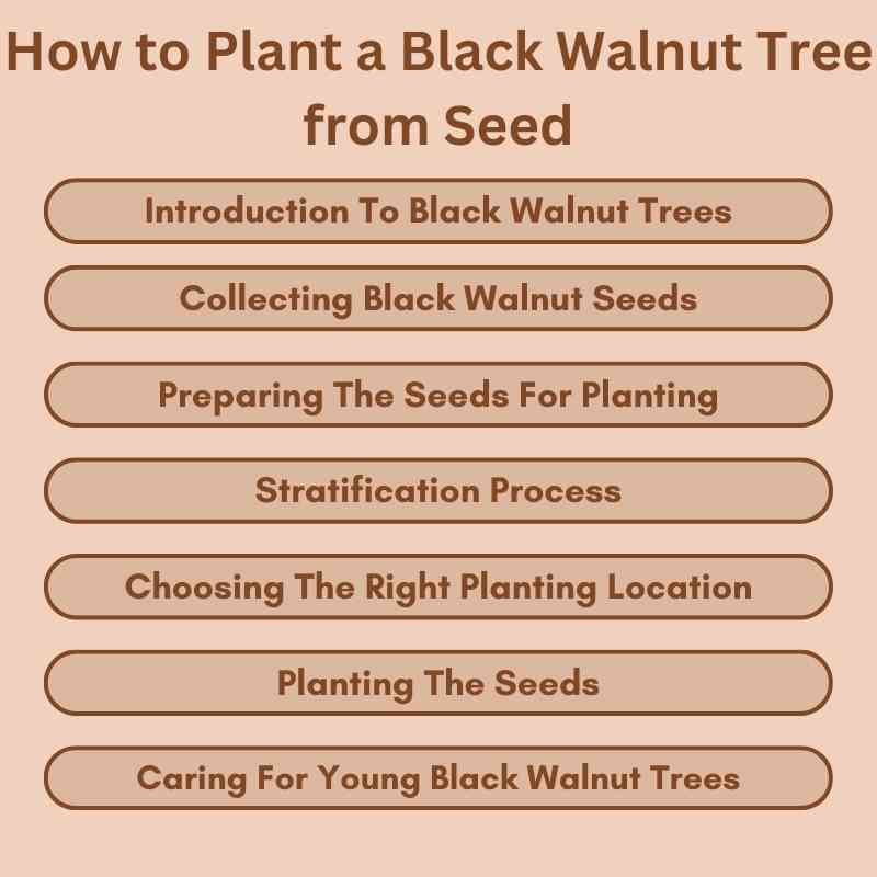How to Plant a Black Walnut Tree from Seed