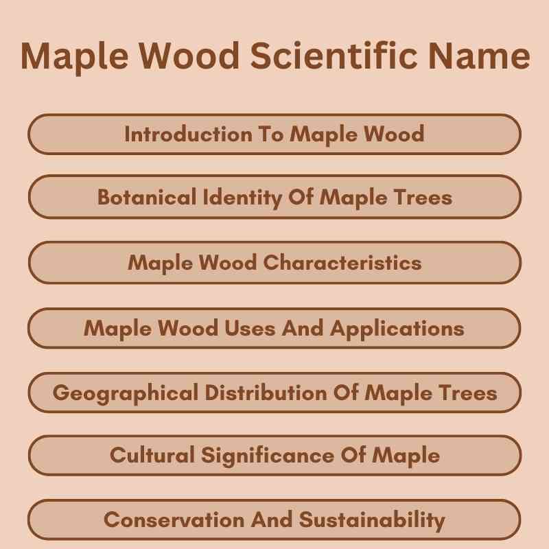 Maple Wood Scientific Name