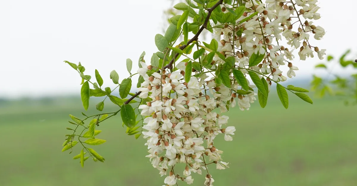 Close-up of acacia tree leaves and branches in natural light