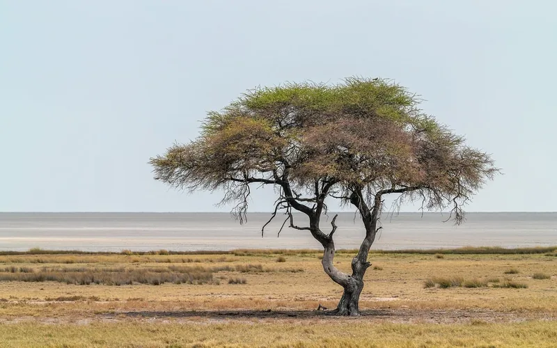 Acacia trees growing in a natural savanna landscape