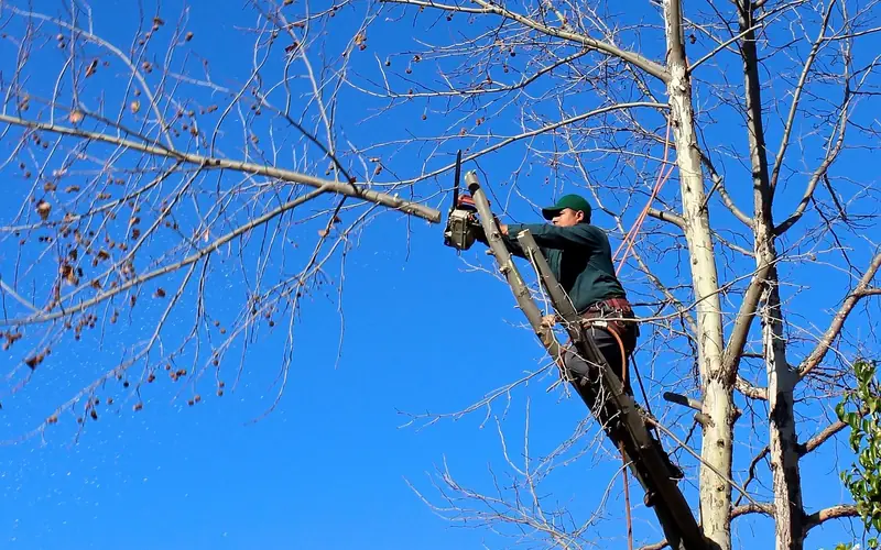 Arborist using a chainsaw to fell a tree outdoors Arborist using a chainsaw to fell a tree outdoors