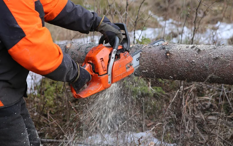 chainsaw blade plunging through a thick log with sawdust spraying from the cut chainsaw blade plunging through a thick log with sawdust spraying from the cut