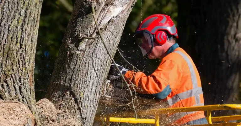 Chainsaw owner wearing protective gear before cutting outdoors