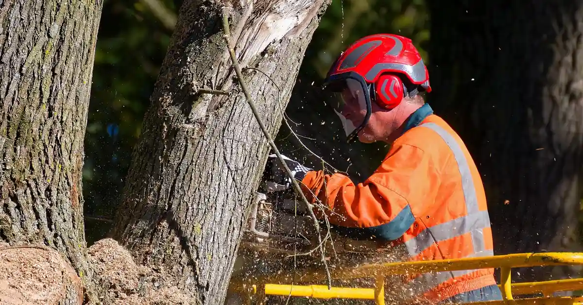 Chainsaw owner wearing protective gear before cutting outdoors