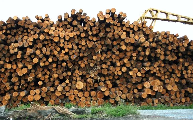Stacked hardwood logs at a sawmill before milling into lumber