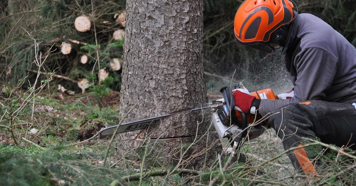 chainsaw starting outdoor forest