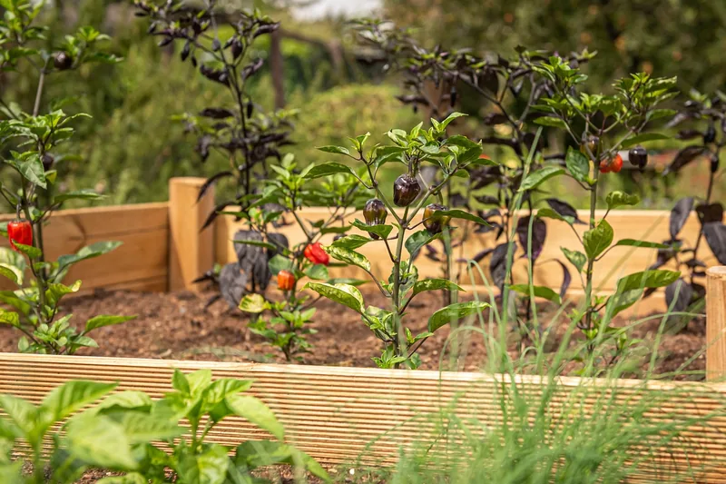 Wooden raised garden bed with pepper plants growing in dark soil