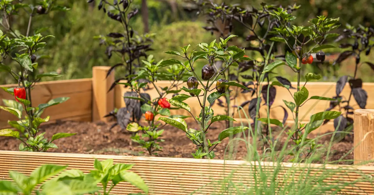 wooden raised garden bed with pepper plants growing along the stained cedar frame