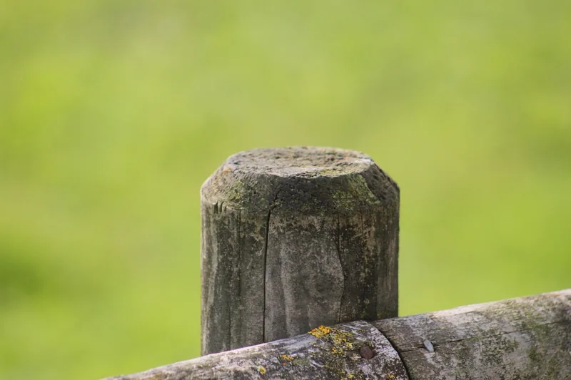 Weathered round wooden post top with moss and a crack in the end grain