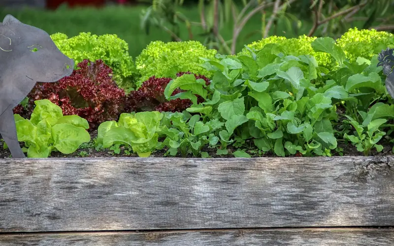 weathered unstained wood raised bed growing lettuce and greens weathered unstained wood raised bed growing lettuce and greens