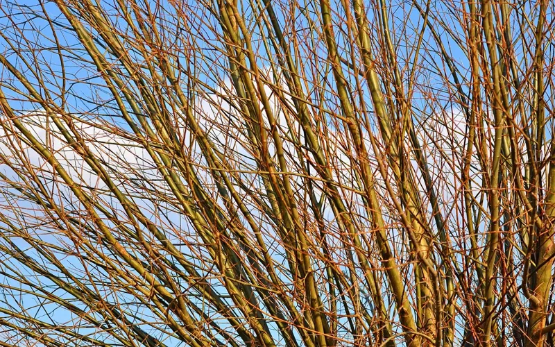 Bare young willow shoots against a blue sky in late winter Bare young willow shoots against a blue sky in late winter