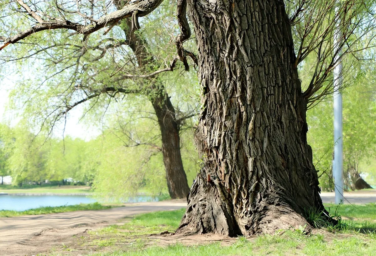 Furrowed bark on the trunk of a mature willow tree beside a pond