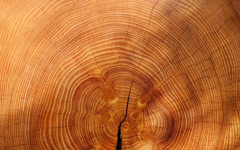 Close-up of tree growth rings showing dense wood grain