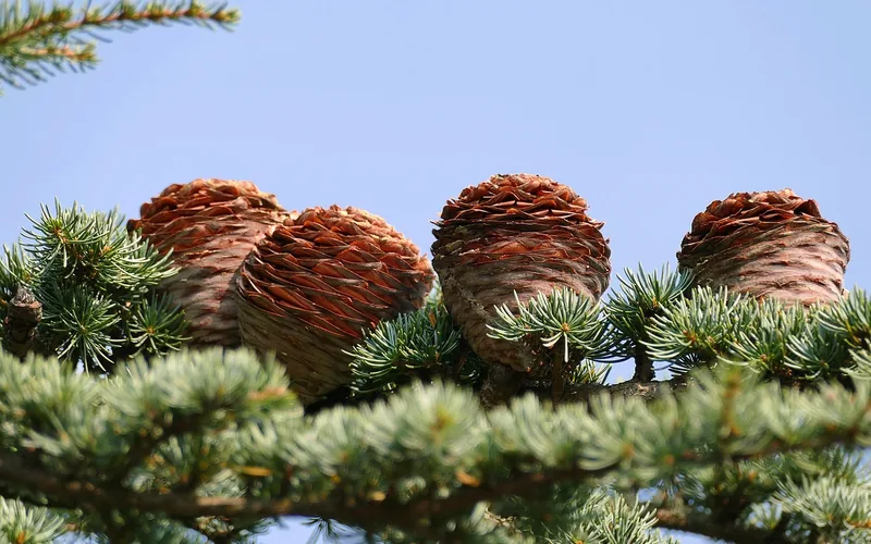 Cedar cones on branch Barrel-shaped cedar cones growing on a cedar branch against blue sky