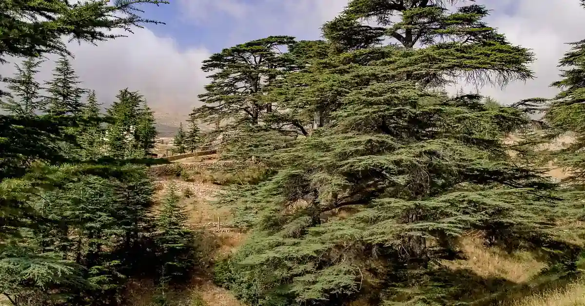 Ancient cedar of Lebanon trees growing on a mountain hillside grove