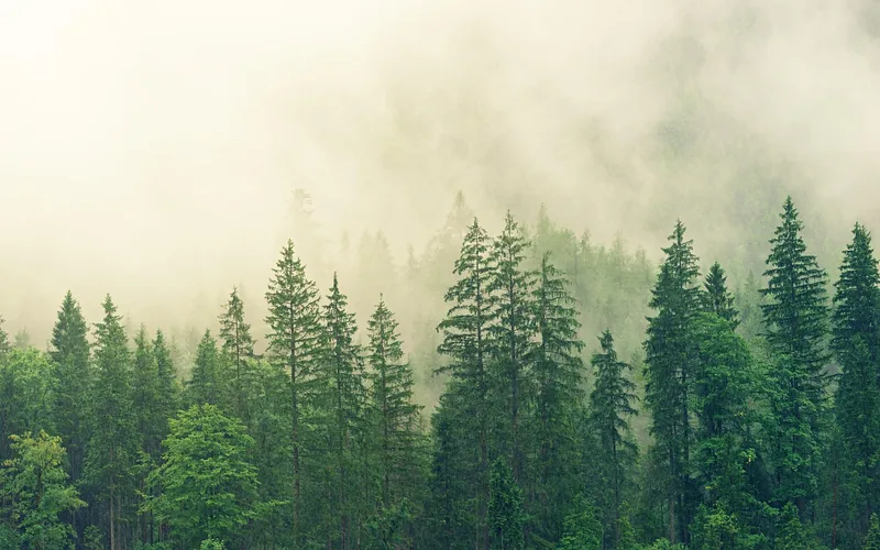 Misty evergreen conifer forest Misty evergreen conifer forest at dawn with light filtering through trees