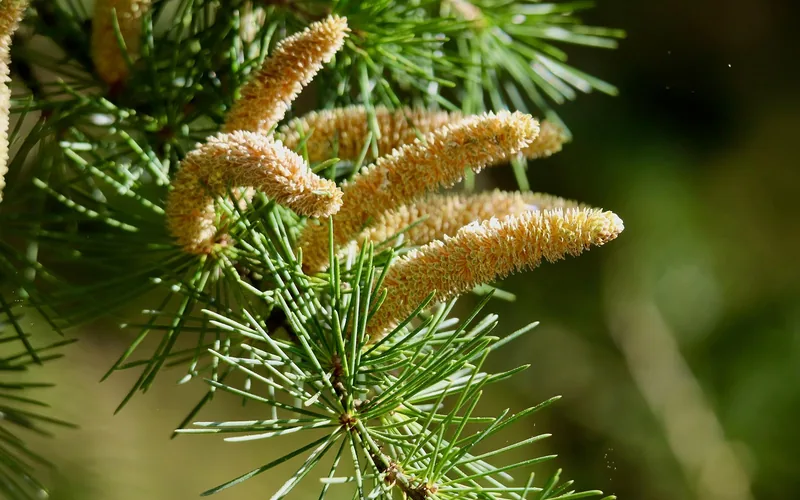 Cedrus cone and needle cluster showing the barrel-shaped cones of a true cedar