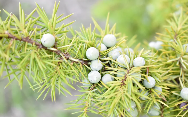 Common juniper branch with scale-like foliage and blue berry-like cones