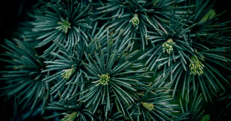 Blue Atlas cedar (Cedrus atlantica) evergreen needle clusters on a branch