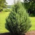 Pack of Eastern red cedar tree seeds for growing