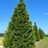 Single Eastern red cedar live sapling in a quart pot