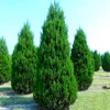 Two Eastern red cedar privacy screen trees in nursery pots
