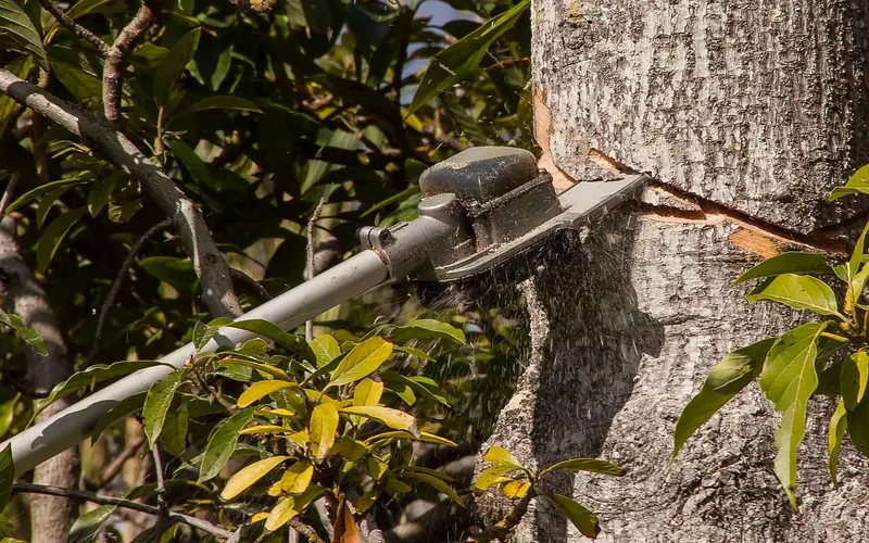 Top handle style pole saw cutting into a tree trunk with sawdust spraying Top handle style pole saw cutting into a tree trunk with sawdust spraying