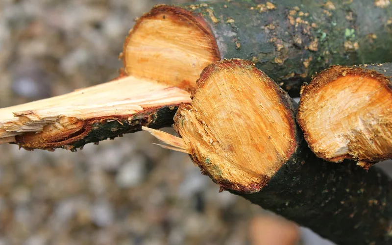 Close-up of freshly pruned branch cuts on a tree limb Close-up of freshly pruned branch cuts on a tree limb