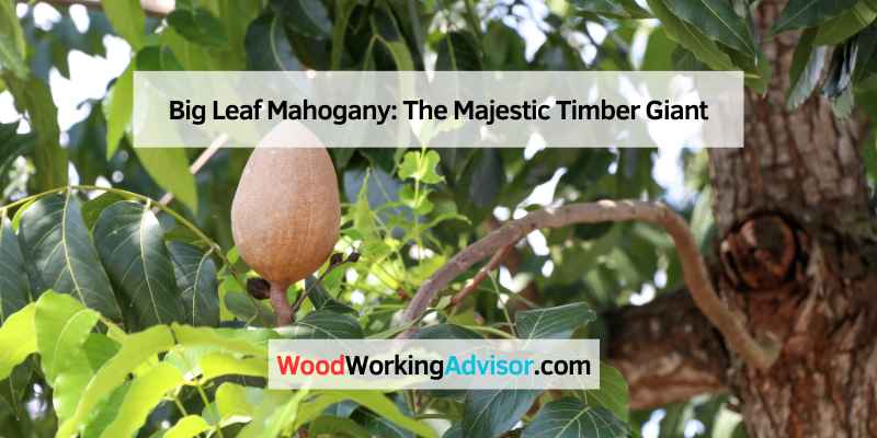 Big Leaf Mahogany