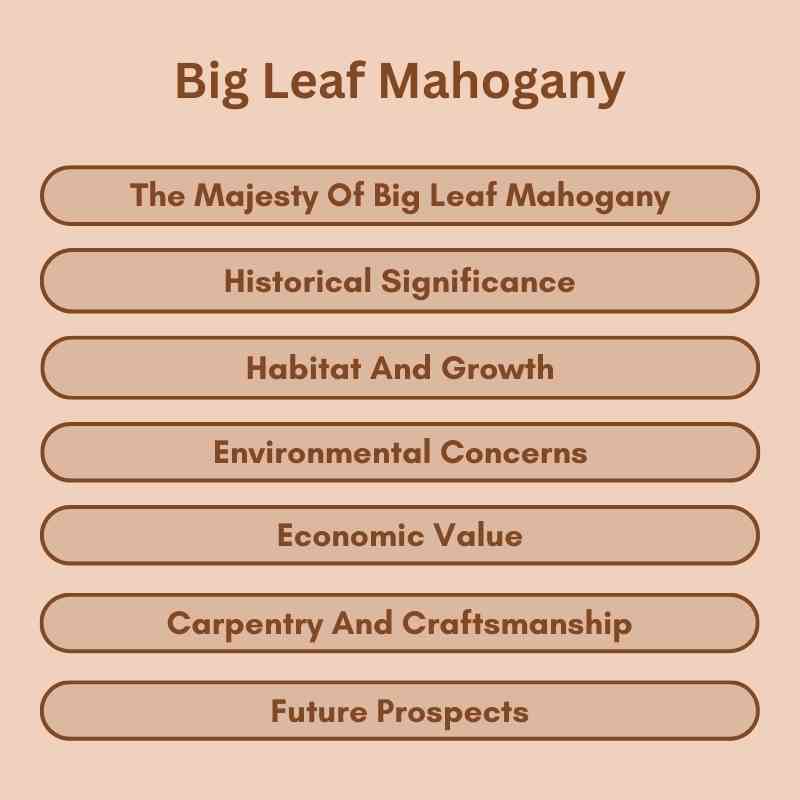 Big Leaf Mahogany