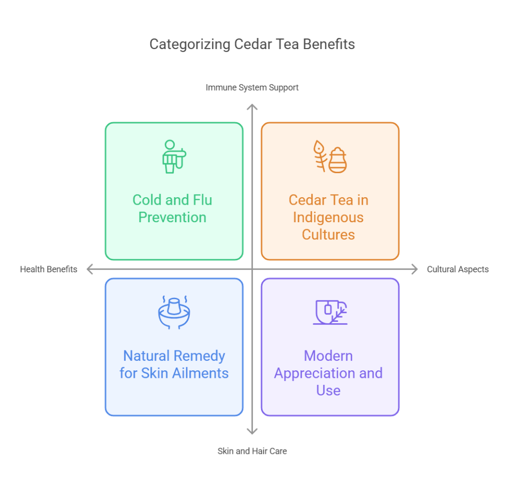 Cedar Tea Benefits