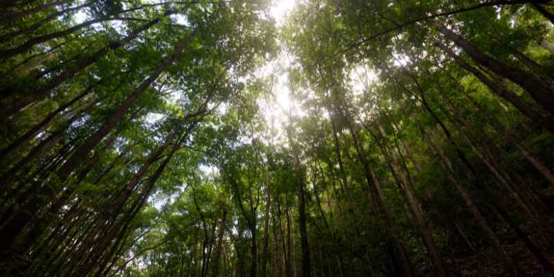 Is Mahogany Native to Philippines