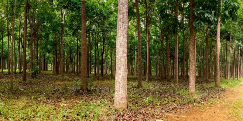Mahogany tree History