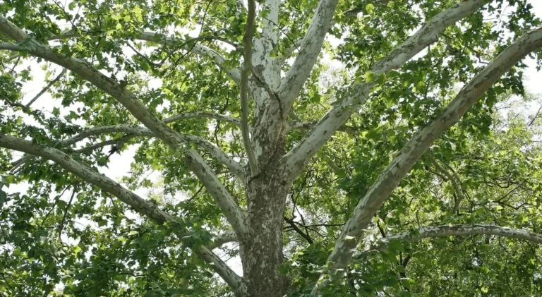 Mottled pale bark on the trunk and branches of a mature American sycamore tree