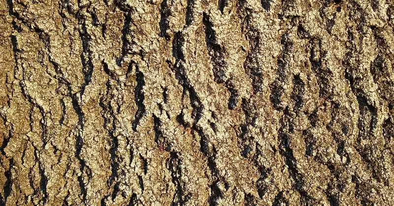 close-up of ash tree bark showing diamond-shaped ridge pattern