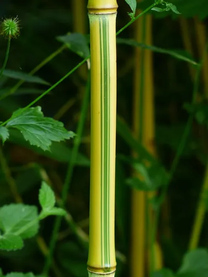Single bamboo culm showing a solid node ring between hollow internodes