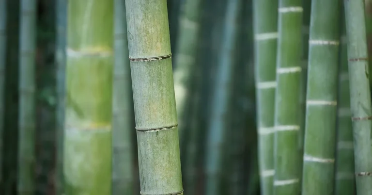 Green bamboo culms with visible nodes in a grove