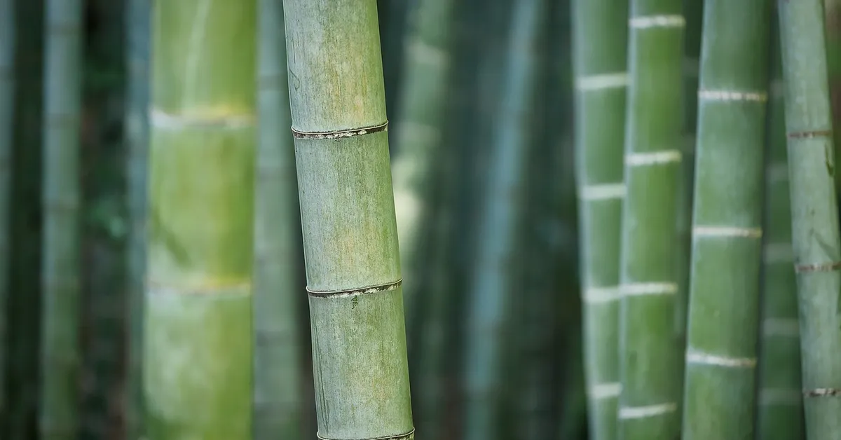Green bamboo culms with visible nodes in a grove