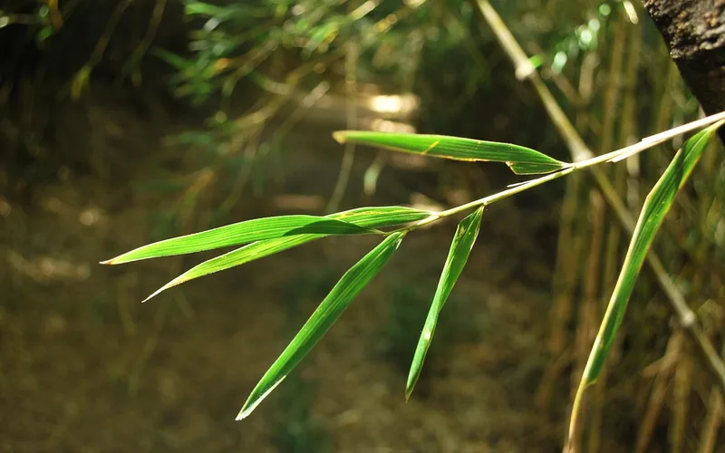 bamboo stalks and leaves growing in a grove, the raw material for bamboo flooring bamboo stalks and leaves growing in a grove, the raw material for bamboo flooring